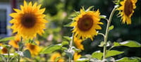 🌻 The Health Benefits of Sunflowers: A Natural Powerhouse